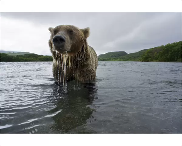 Brown bear (Ursus arctos), fishing for Sockeye salmon (Oncorhynchus nerka) in the Ozernaya River