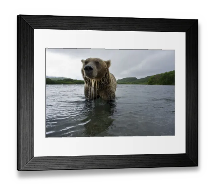 Framed Print : Brown bear (Ursus arctos), fishing for Sockeye salmon (Oncorhynchus nerka) in the Ozernaya River Framed Print : Brown bear (Ursus arctos), fishing for Sockeye salmon (Oncorhynchus nerka) in the Ozernaya River