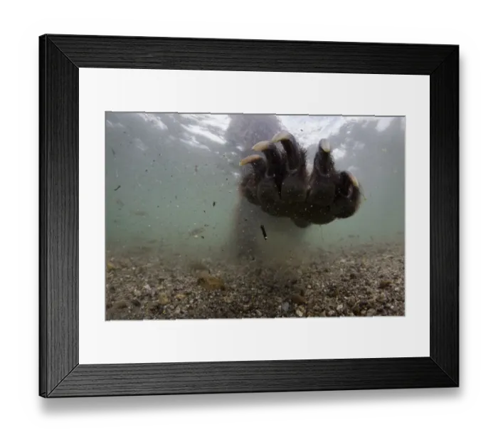 Framed Print : Underwater view of Brown bear (Ursus arctos) paw fishing for Sockeye salmon (Oncorhynchus Framed Print : Underwater view of Brown bear (Ursus arctos) paw fishing for Sockeye salmon (Oncorhynchus