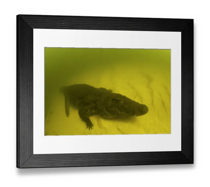 Framed Print : Nile crocodile (Crocodylus niloticus) on the river bed, Okavango River, Okavango Delta, Botswana Framed Print : Nile crocodile (Crocodylus niloticus) on the river bed, Okavango River, Okavango Delta, Botswana