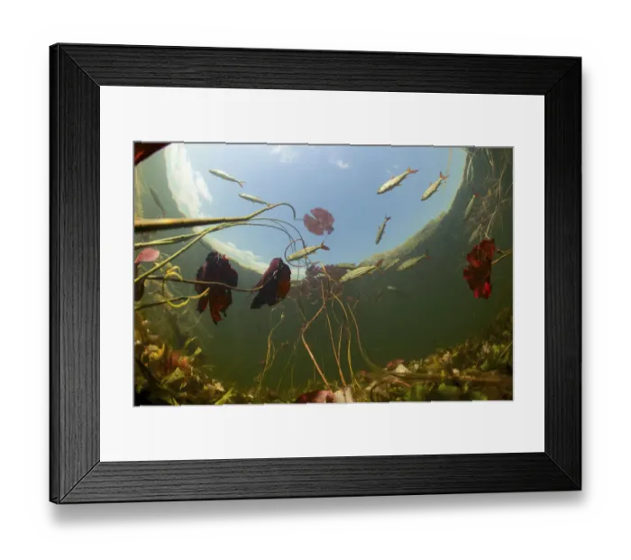 Framed Print : Underwater view of African tigerfish (Hydrocynus vittatus), predatory fish in