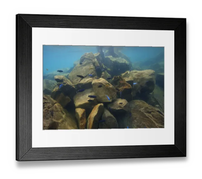 Framed Print : Cichlids (Cichlidae) in Lake Malawi, Malawi, November Framed Print : Cichlids (Cichlidae) in Lake Malawi, Malawi, November