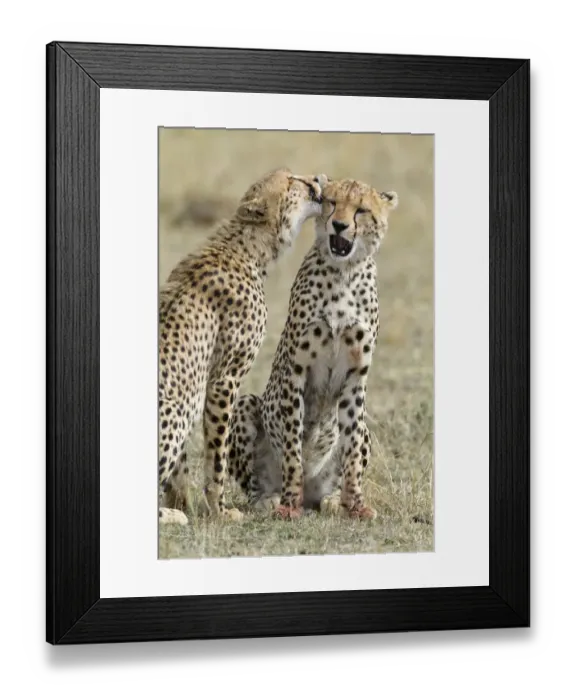 Framed Print : Cheetah (Acinonyx jubatus) cubs grooming each other, Masai-Mara Game Reserve, Kenya Framed Print : Cheetah (Acinonyx jubatus) cubs grooming each other, Masai-Mara Game Reserve, Kenya