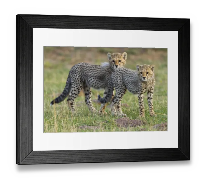 Framed Print : Cheetah (Acinonyx jubatus) cubs, Masai-Mara Game Reserve, Kenya. Vulnerable species Framed Print : Cheetah (Acinonyx jubatus) cubs, Masai-Mara Game Reserve, Kenya. Vulnerable species