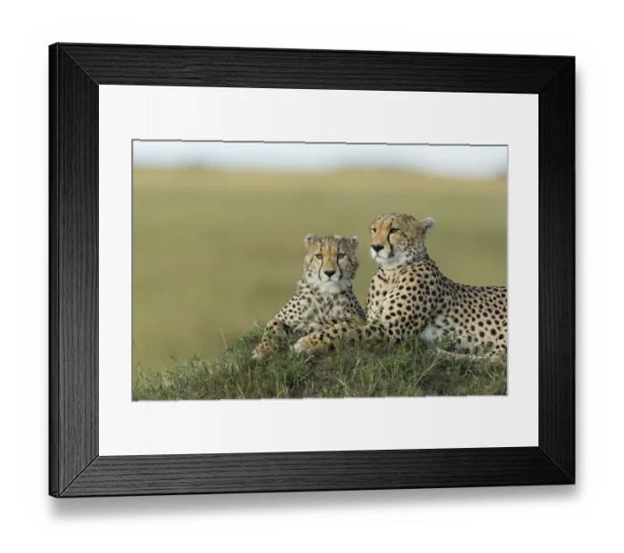Framed Print : Cheetah (Acinonyx jubatus) mother and cub, Masai-Mara Game Reserve, Kenya Framed Print : Cheetah (Acinonyx jubatus) mother and cub, Masai-Mara Game Reserve, Kenya