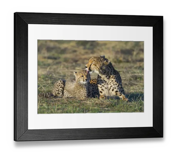 Framed Print : Cheetah (Acinonyx jubatus) mother grooming cub, Masai-Mara Game Reserve, Kenya Framed Print : Cheetah (Acinonyx jubatus) mother grooming cub, Masai-Mara Game Reserve, Kenya