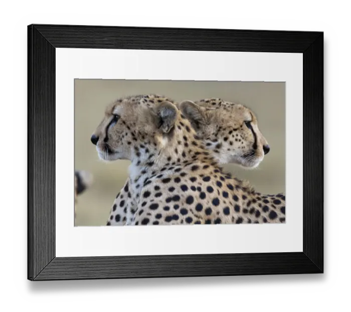 Framed Print : Cheetah (Acinonyx jubatus) brothers looking in opposite directions, Masai-Mara Game Reserve, Kenya Framed Print : Cheetah (Acinonyx jubatus) brothers looking in opposite directions, Masai-Mara Game Reserve, Kenya