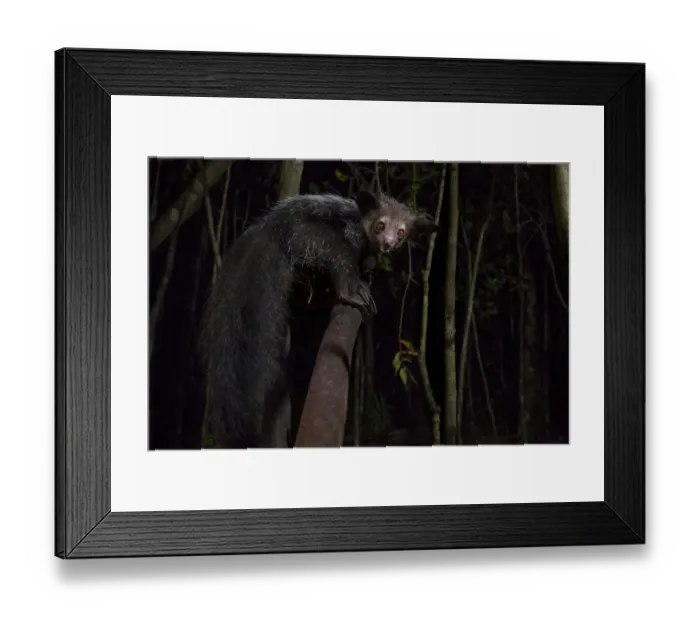 Framed Print : Aye Aye (Daubentonia madagascariensis) at night, Palmarium, Atsinanana, Madagascar