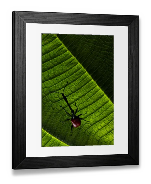 Framed Print : Giraffe weevil (Trachelophorus giraffa) Andasibe-Mantadia National Park, Moramanga, Madagascar Framed Print : Giraffe weevil (Trachelophorus giraffa) Andasibe-Mantadia National Park, Moramanga, Madagascar