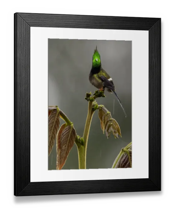 Framed Print : Wire-crested thorntail hummingbird (Discosura popelairii) Sumaco, Napo, Ecuador Framed Print : Wire-crested thorntail hummingbird (Discosura popelairii) Sumaco, Napo, Ecuador