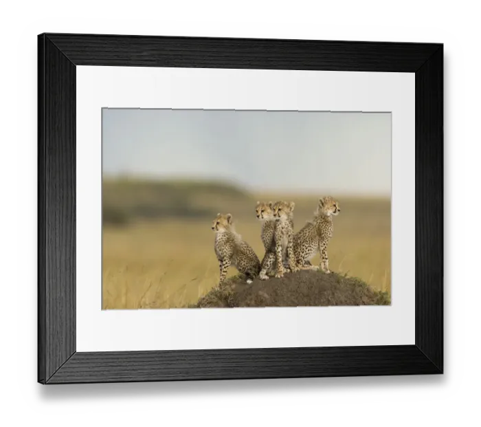 Framed Print : Cheetah (Acinonyx jubatus) cubs 4 months, Masai-Mara Game Reserve, Kenya Framed Print : Cheetah (Acinonyx jubatus) cubs 4 months, Masai-Mara Game Reserve, Kenya