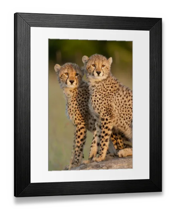 Framed Print : RF- Cheetah (Acinonyx jubatus) cubs aged 6 months, Masai-Mara Game Reserve, Kenya Framed Print : RF- Cheetah (Acinonyx jubatus) cubs aged 6 months, Masai-Mara Game Reserve, Kenya