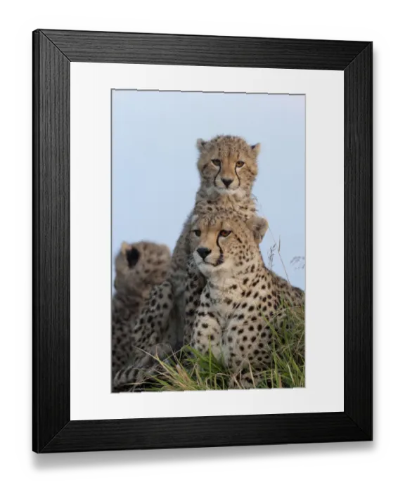 Framed Print : Cheetah (Acinonyx jubatus) mother and cubs 6 months, Masai-Mara Game Reserve, Kenya Framed Print : Cheetah (Acinonyx jubatus) mother and cubs 6 months, Masai-Mara Game Reserve, Kenya