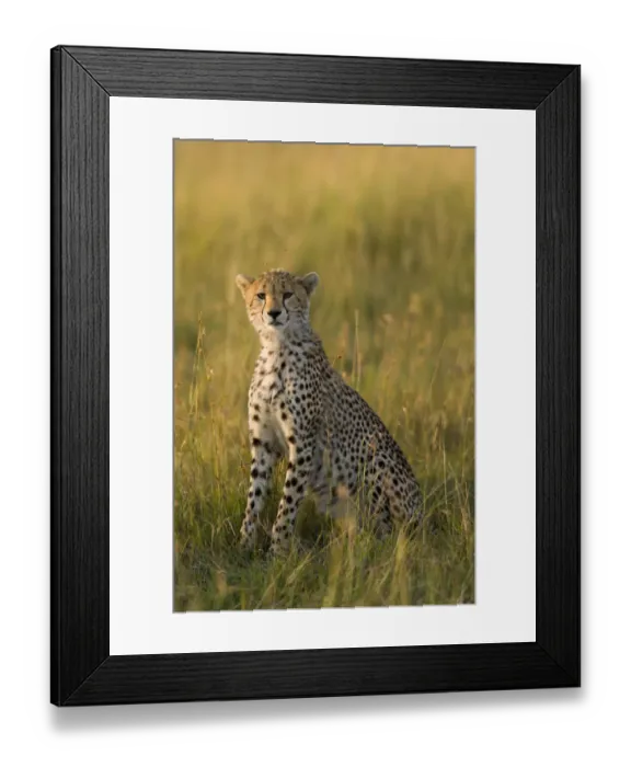 Framed Print : Cheetah (Acinonyx jubatus) juvenile, Masai-Mara Game Reserve, Kenya. Vulnerable species Framed Print : Cheetah (Acinonyx jubatus) juvenile, Masai-Mara Game Reserve, Kenya. Vulnerable species