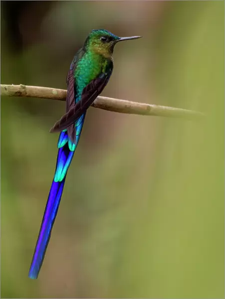 Violet-tailed sylph hummingbird (Aglaiocercus coelestis) Mindo, Pichincha, Ecuador
