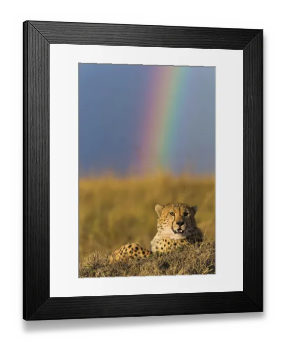 Framed Print : Cheetah (Acinonyx jubatus) resting with rainbow behind it, Masai-Mara Game Reserve, Kenya Framed Print : Cheetah (Acinonyx jubatus) resting with rainbow behind it, Masai-Mara Game Reserve, Kenya