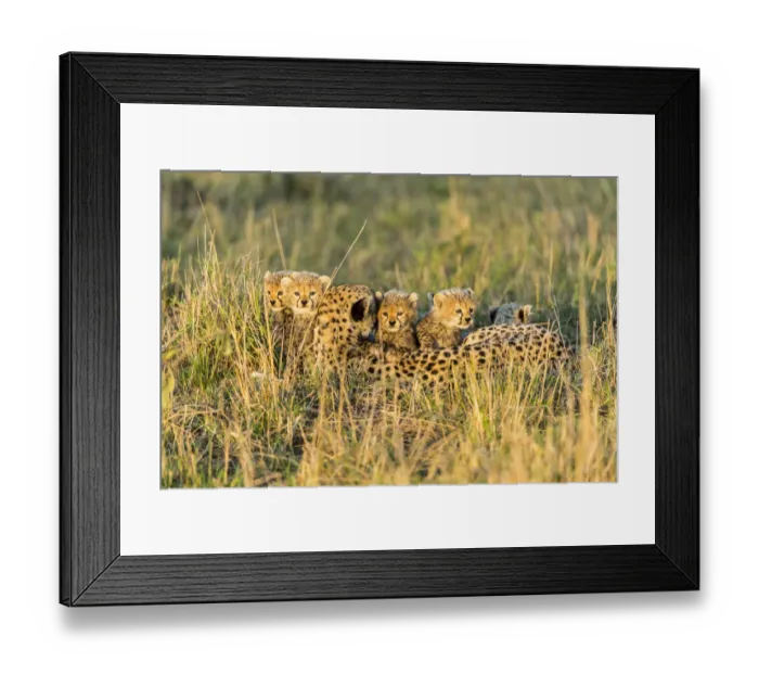 Framed Print : Cheetah (Acinonyx jubatus) female and 8 / 9 week cubs, Masai Mara Game Reserve, Kenya Framed Print : Cheetah (Acinonyx jubatus) female and 8 / 9 week cubs, Masai Mara Game Reserve, Kenya