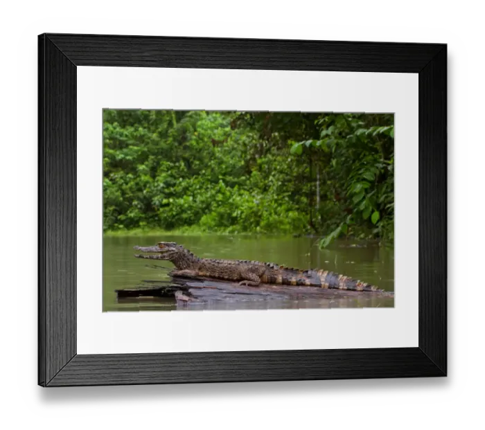 Framed Print : Crowned dwarf caiman (Paleosuchus trigonatus) male resting on a log. Yasuni National Park
