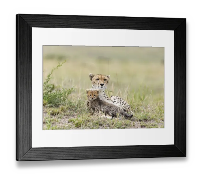 Framed Print : Cheetah (Acinonyx jubatus) female and 8 / 9 week cub, Masai Mara Game Reserve, Kenya Framed Print : Cheetah (Acinonyx jubatus) female and 8 / 9 week cub, Masai Mara Game Reserve, Kenya