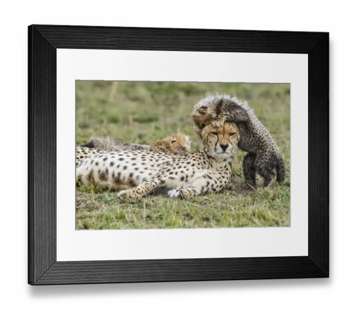 Framed Print : Cheetah (Acinonyx jubatus) female and 8 / 9 week cubs, Masai Mara Game Reserve, Kenya Framed Print : Cheetah (Acinonyx jubatus) female and 8 / 9 week cubs, Masai Mara Game Reserve, Kenya