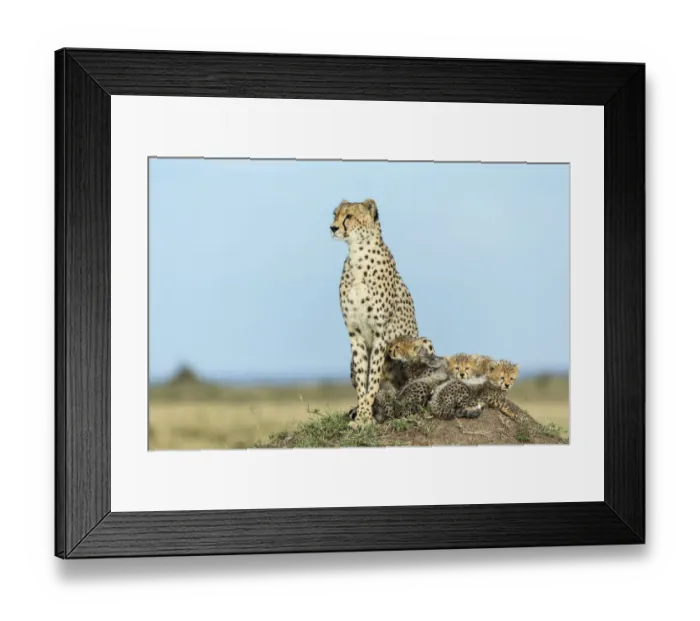Framed Print : Cheetah (Acinonyx jubatus) female and 8 / 9 week cubs, Masai Mara Game Reserve, Kenya Framed Print : Cheetah (Acinonyx jubatus) female and 8 / 9 week cubs, Masai Mara Game Reserve, Kenya