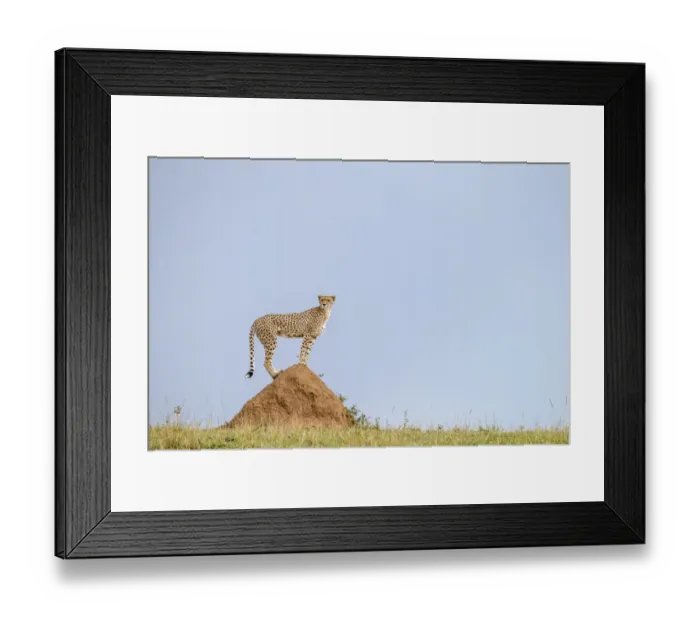 Framed Print : Cheetah (Acinonyx jubatus) female standing on mound to look for a prey, Masai Mara Game Reserve Framed Print : Cheetah (Acinonyx jubatus) female standing on mound to look for a prey, Masai Mara Game Reserve