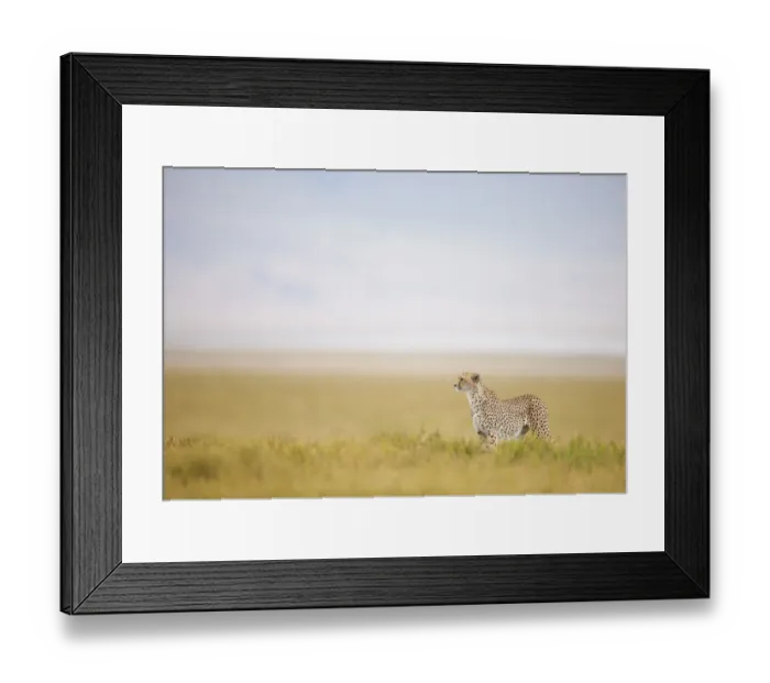 Framed Print : Cheetah (Acinonyx jubatus) male on the hunt with Crater rim in the background, Ngorongoro Crater Framed Print : Cheetah (Acinonyx jubatus) male on the hunt with Crater rim in the background, Ngorongoro Crater