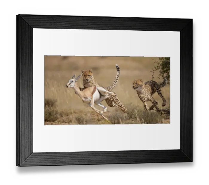 Framed Print : Cheetah (Acinonyx jubatus) hunting Springbok (Antidorcas marsupialis) Kgalagadi Framed Print : Cheetah (Acinonyx jubatus) hunting Springbok (Antidorcas marsupialis) Kgalagadi