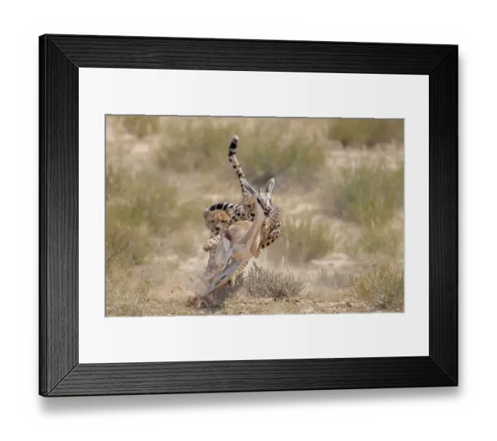 Framed Print : Two Cheetah (Acinonyx jubatus) chasing Springbok (Antidorcas marsupialis) Kgalagadi Framed Print : Two Cheetah (Acinonyx jubatus) chasing Springbok (Antidorcas marsupialis) Kgalagadi