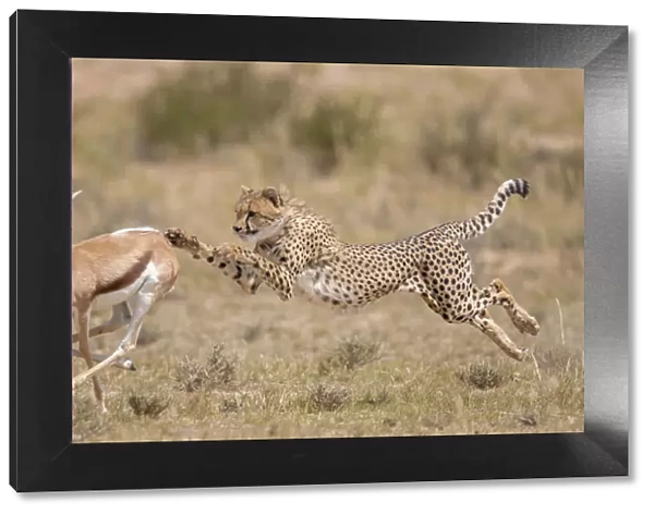 Cheetah (Acinonyx jubatus) hunting Springbok (Antidorcas marsupialis) trying to trip up the prey