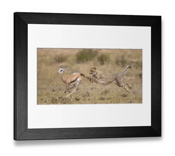 Framed Print : Cheetah (Acinonyx jubatus) hunting Springbok (Antidorcas marsupialis) trying to trip up the prey Framed Print : Cheetah (Acinonyx jubatus) hunting Springbok (Antidorcas marsupialis) trying to trip up the prey