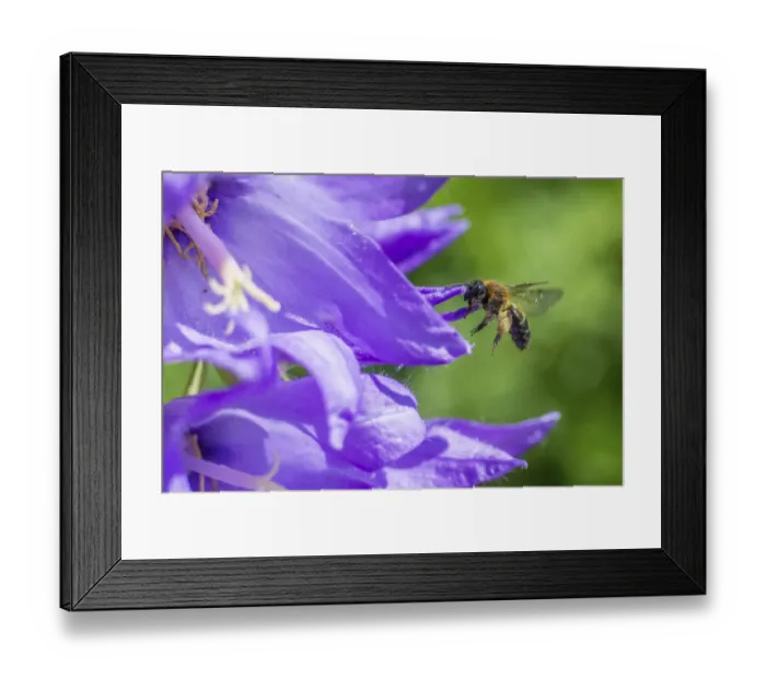 Framed Print : Mining bee (Andrena sp) flying to Giant harebell (Campanula latifolia), Pentwyn farm SSSI Framed Print : Mining bee (Andrena sp) flying to Giant harebell (Campanula latifolia), Pentwyn farm SSSI