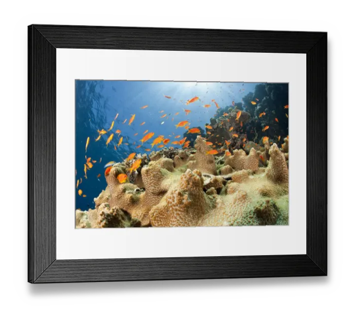 Framed Print : Reef and shoal of Jewel fairy basslet (Pseudanthias squamipinnis) South Point dive site