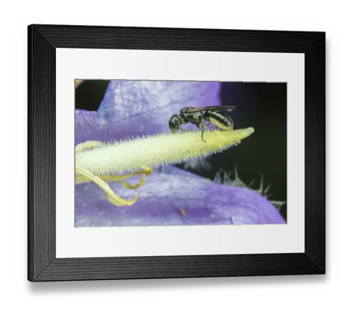 Framed Print : Harebell carpenter bee (Chelostoma campanularum) at 4-5mm long one of Britains smallest bees Framed Print : Harebell carpenter bee (Chelostoma campanularum) at 4-5mm long one of Britains smallest bees