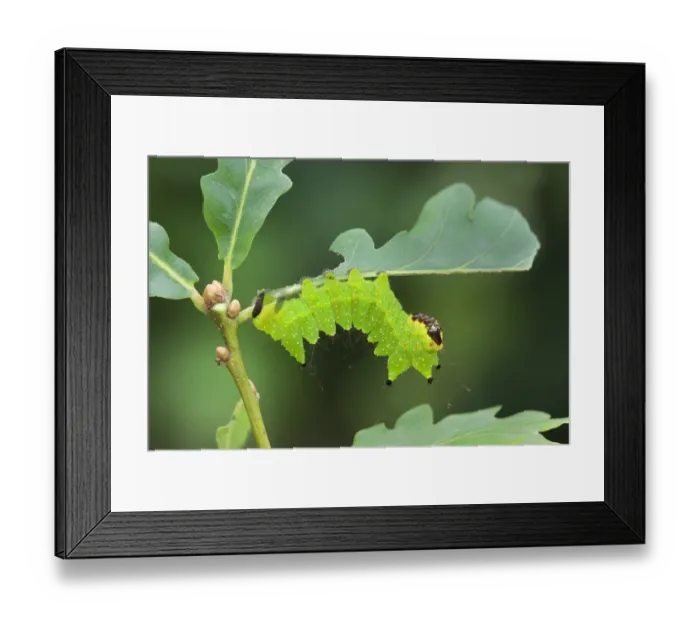 Framed Print : Grisons fritillary (Melitaea varia) St Caterina di Valfurva, Alps, Italy Framed Print : Grisons fritillary (Melitaea varia) St Caterina di Valfurva, Alps, Italy