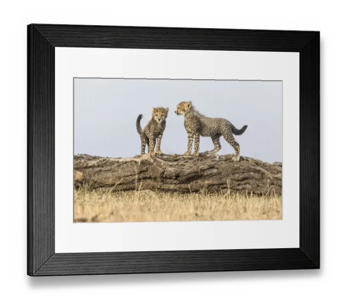 Framed Print : Cheetah (Acinonyx jubatus), cubs age 8 weeks playing, Masai Mara Game Reserve, Kenya Framed Print : Cheetah (Acinonyx jubatus), cubs age 8 weeks playing, Masai Mara Game Reserve, Kenya