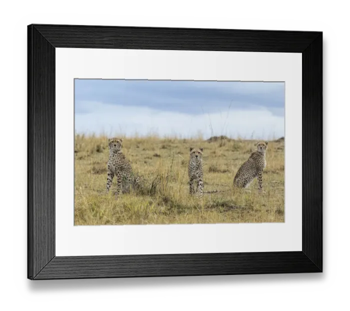 Framed Print : Cheetah (Acinonyx jubatus), mother and juvenile cubs, Masai Mara Game Reserve, Kenya Framed Print : Cheetah (Acinonyx jubatus), mother and juvenile cubs, Masai Mara Game Reserve, Kenya