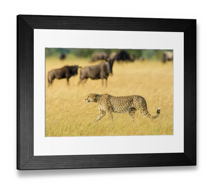 Framed Print : Cheetah (Acinonyx jubatus) walking near wildebeest, Masai Mara Nature Reserve, Kenya Framed Print : Cheetah (Acinonyx jubatus) walking near wildebeest, Masai Mara Nature Reserve, Kenya