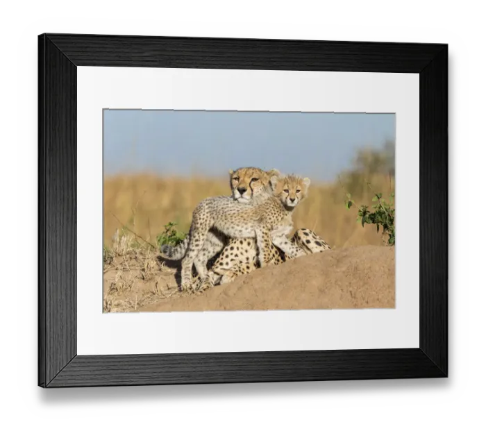 Framed Print : Cheetah (Acinonyx jubatus) mother and cub age 2-3 months, Masai-Mara Game Reserve, Kenya Framed Print : Cheetah (Acinonyx jubatus) mother and cub age 2-3 months, Masai-Mara Game Reserve, Kenya