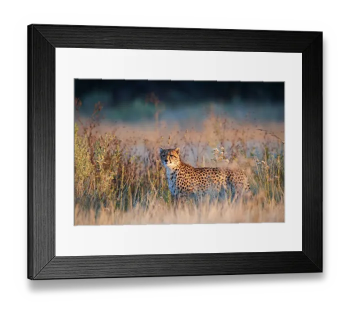 Framed Print : Cheetah male (Acinonyx jubatus) in morning light. Moremi National Park, Okavango delta Framed Print : Cheetah male (Acinonyx jubatus) in morning light. Moremi National Park, Okavango delta