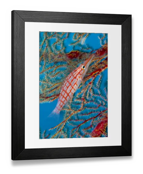Framed Print : Longnose hawkfish (Oxycirrhites typus) Tubbataha Reef Natural Park, UNESCO World Heritage Site Framed Print : Longnose hawkfish (Oxycirrhites typus) Tubbataha Reef Natural Park, UNESCO World Heritage Site