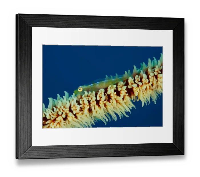 Framed Print : Goby (Bryaninops sp) on coral branch, Tubbataha Reef Natural Park, UNESCO World Heritage Site Framed Print : Goby (Bryaninops sp) on coral branch, Tubbataha Reef Natural Park, UNESCO World Heritage Site