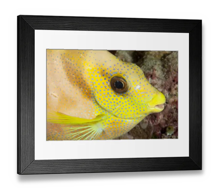 Framed Print : Coral Rabbitfish (Siganus corallinus) portrait, Tubbataha Reef Natural Park, UNESCO Framed Print : Coral Rabbitfish (Siganus corallinus) portrait, Tubbataha Reef Natural Park, UNESCO