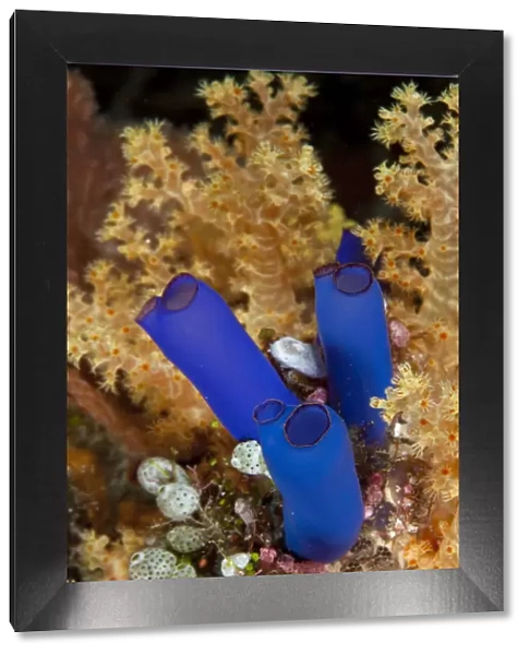 Ascidian (Rhopalaea sp) Tubbataha Reef Natural Park, UNESCO World Heritage Site, Sulu Sea