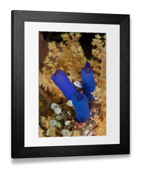Framed Print : Ascidian (Rhopalaea sp) Tubbataha Reef Natural Park, UNESCO World Heritage Site, Sulu Sea