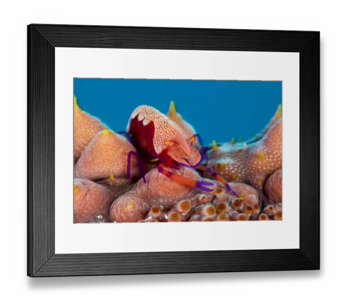 Framed Print : Emperor shrimp (Periclemenes imperator) on sea cucumber (Thelenota ananas) Tubbataha