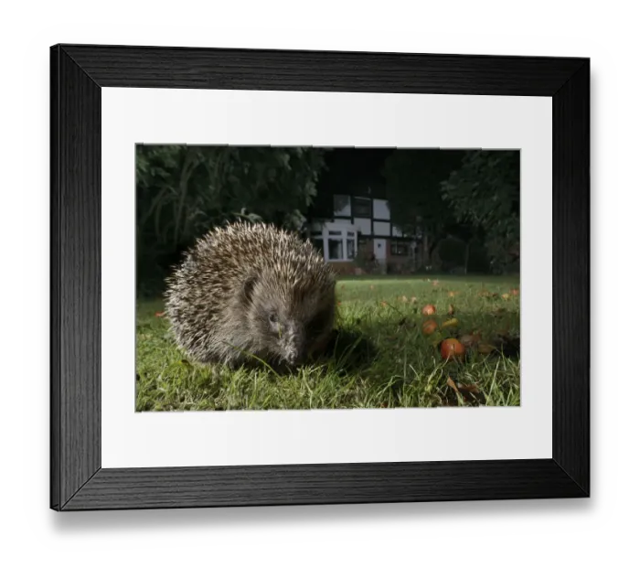 Framed Print : Hedgehog (Erinaceus europaeus) foraging on a lawn in a suburban garden at night, Chippenham Framed Print : Hedgehog (Erinaceus europaeus) foraging on a lawn in a suburban garden at night, Chippenham