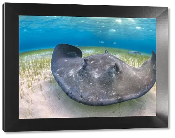 Southern stingray (Dasyatis americana) large female foraging over seagrass in shallow water