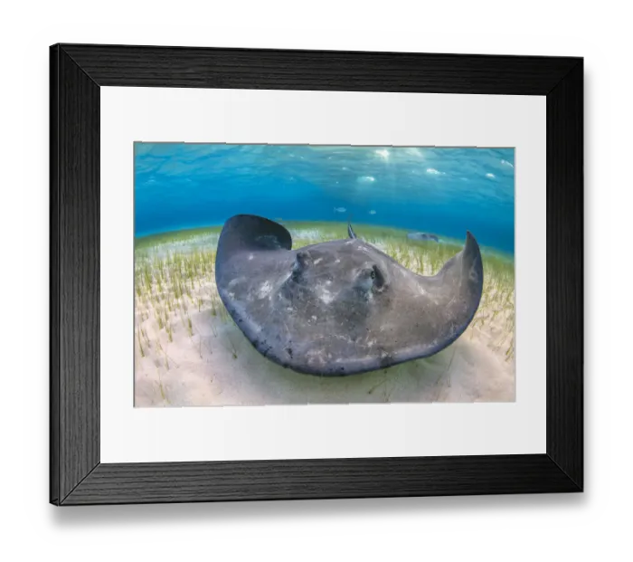 Framed Print : Southern stingray (Dasyatis americana) large female foraging over seagrass in shallow water Framed Print : Southern stingray (Dasyatis americana) large female foraging over seagrass in shallow water