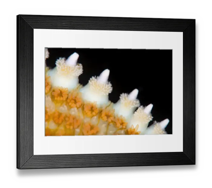 Framed Print : High magnification photo of the spines of a Common starfish (Asterias rubens) Framed Print : High magnification photo of the spines of a Common starfish (Asterias rubens)